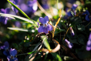 Forest floor, violets, Forest floor, violets,